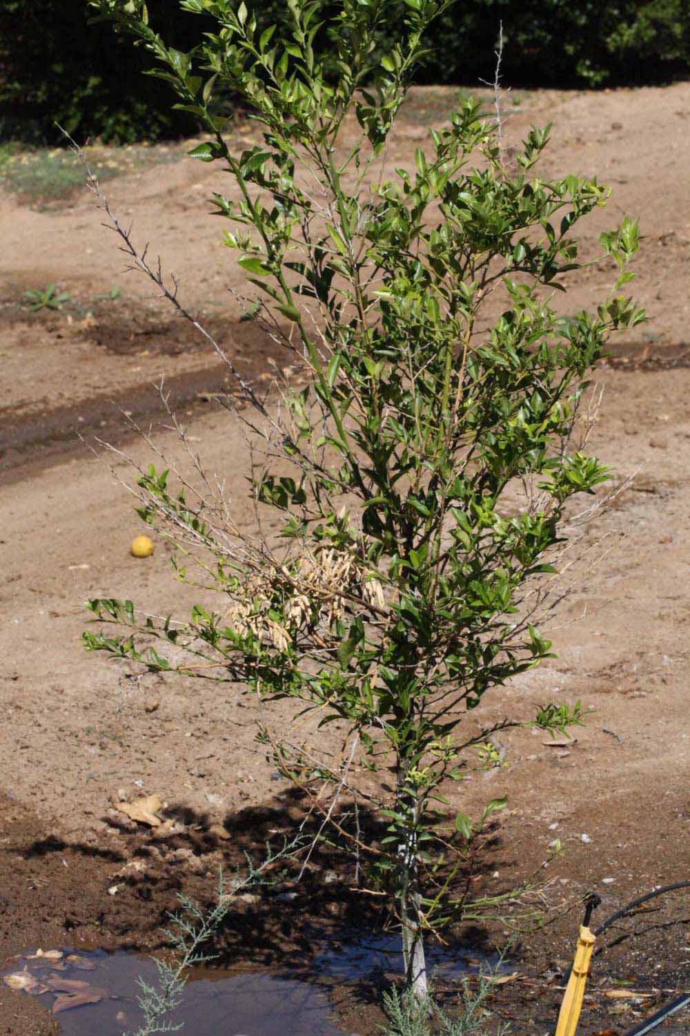            Habit (Riverside, CA)   